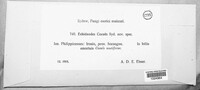 Echidnodes cocoes image